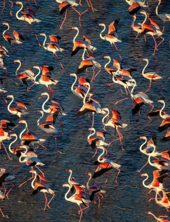 The Beauty of the Pans