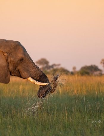 Conservation and Culture